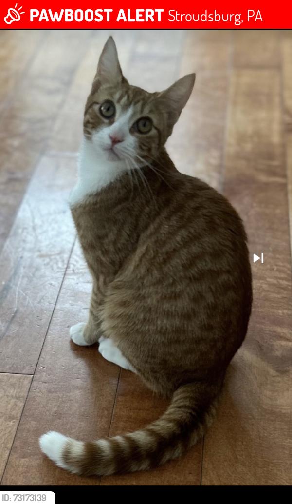 Lost Female Cat last seen Pinoak and Acorn ln, Stroudsburg, PA 18360