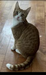 Lost Female Cat last seen Pinoak and Acorn ln, Stroudsburg, PA 18360