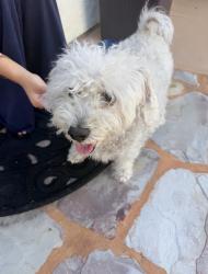 Reunited Unknown Dog last seen Hunte Pkwy, Chula Vista, CA 91914