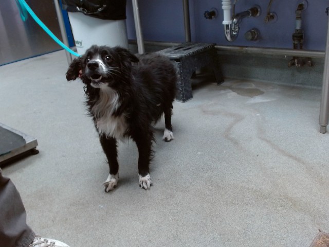 Shelter Stray Female Dog last seen Near BLOCK RENCHER SE, 11800 Sunset Gardens Rd SW, Albuquerque, NM 87121, USA
