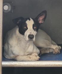 Shelter Stray Female Dog last seen , 14409 Vanowen St, Van Nuys, CA 91405, USA