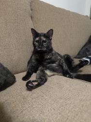 Lost Female Cat last seen Near the Wyndham hobby airport hotel, Houston, TX 77061