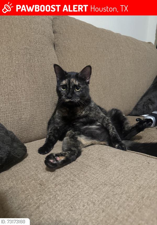Lost Female Cat last seen Near the Wyndham hobby airport hotel, Houston, TX 77061