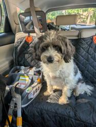 Reunited Female Dog last seen Spring Road and 13th St NW, Washington, DC 20010