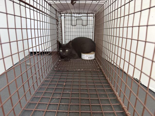 Shelter Stray Unknown Cat last seen MILDRED X MURRIETA, 227 N D St, Perris, CA 92570, USA