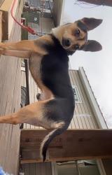 Lost Male Dog last seen Near Fenwick Way, New Carlisle, OH 45344
