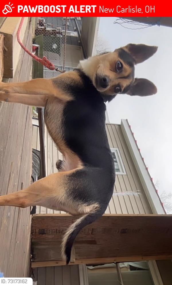 Lost Male Dog last seen Near Fenwick Way, New Carlisle, OH 45344