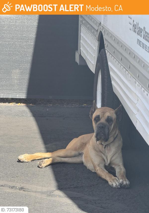 Found/Stray Unknown Dog last seen Across the street from in n out on Oakdale rs, Modesto, CA 95355