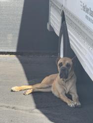 Found/Stray Unknown Dog last seen Across the street from in n out on Oakdale rs, Modesto, CA 95355