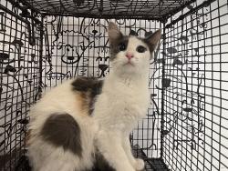 Shelter Stray Female Cat last seen , 957 N Gaffey St, San Pedro, CA 90731, USA