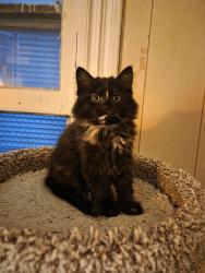 Found/Stray Unknown Cat last seen Emerson Ave, Syracuse, NY 13204