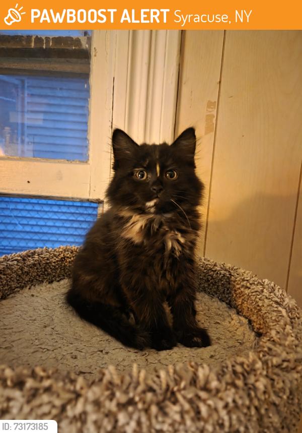 Found/Stray Unknown Cat last seen Emerson Ave, Syracuse, NY 13204