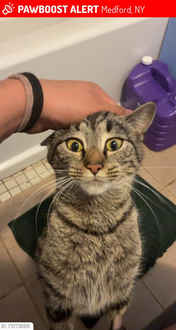 Lost Female Cat last seen granny road park, Coram, NY 11727