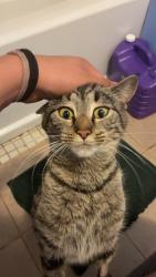 Lost Female Cat last seen granny road park, Coram, NY 11727