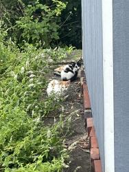 Found/Stray Unknown Cat last seen Near Athalia Ave, Monessen, PA 15062