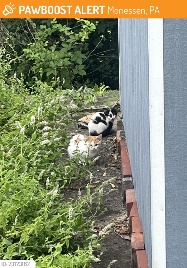 Found/Stray Unknown Cat last seen Near Athalia Ave, Monessen, PA 15062
