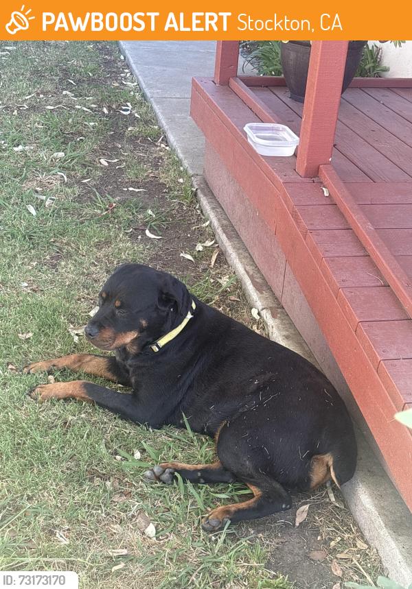Found/Stray Female Dog last seen Near Washington Market, Stockton, CA 95215
