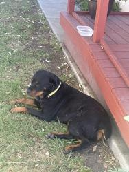 Found/Stray Female Dog last seen Near Washington Market, Stockton, CA 95215