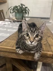 Lost Male Cat last seen jubalee farms, Daphne, AL 36526