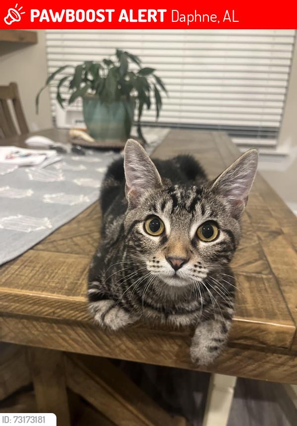 Lost Male Cat last seen jubalee farms, Daphne, AL 36526