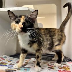 Shelter Stray Female Cat last seen Near BLOCK VAN BUREN BLVD, JURUPA VALLEY CA 92509, 6851 Van Buren Boulevard, Jurupa Valley, CA 92509, USA