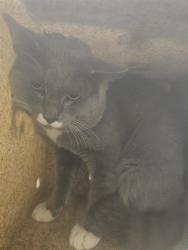 Shelter Stray Male Cat last seen Near BLOCK 6TH ST, RIVERSIDE CA 92501, 6851 Van Buren Boulevard, Jurupa Valley, CA 92509, USA