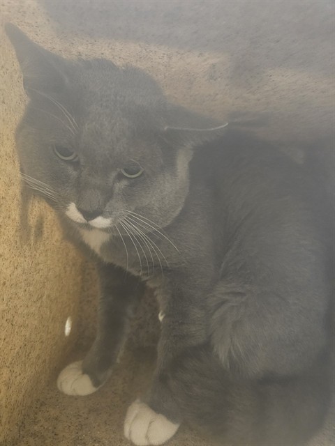Shelter Stray Male Cat last seen Near BLOCK 6TH ST, RIVERSIDE CA 92501, 6851 Van Buren Boulevard, Jurupa Valley, CA 92509, USA