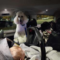 Reunited Male Dog last seen Bishop and 21st, Fruitland, ID 83619