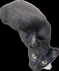 Shelter Stray Female Cat last seen , 3201 Lacy St, Los Angeles, CA 90031, USA