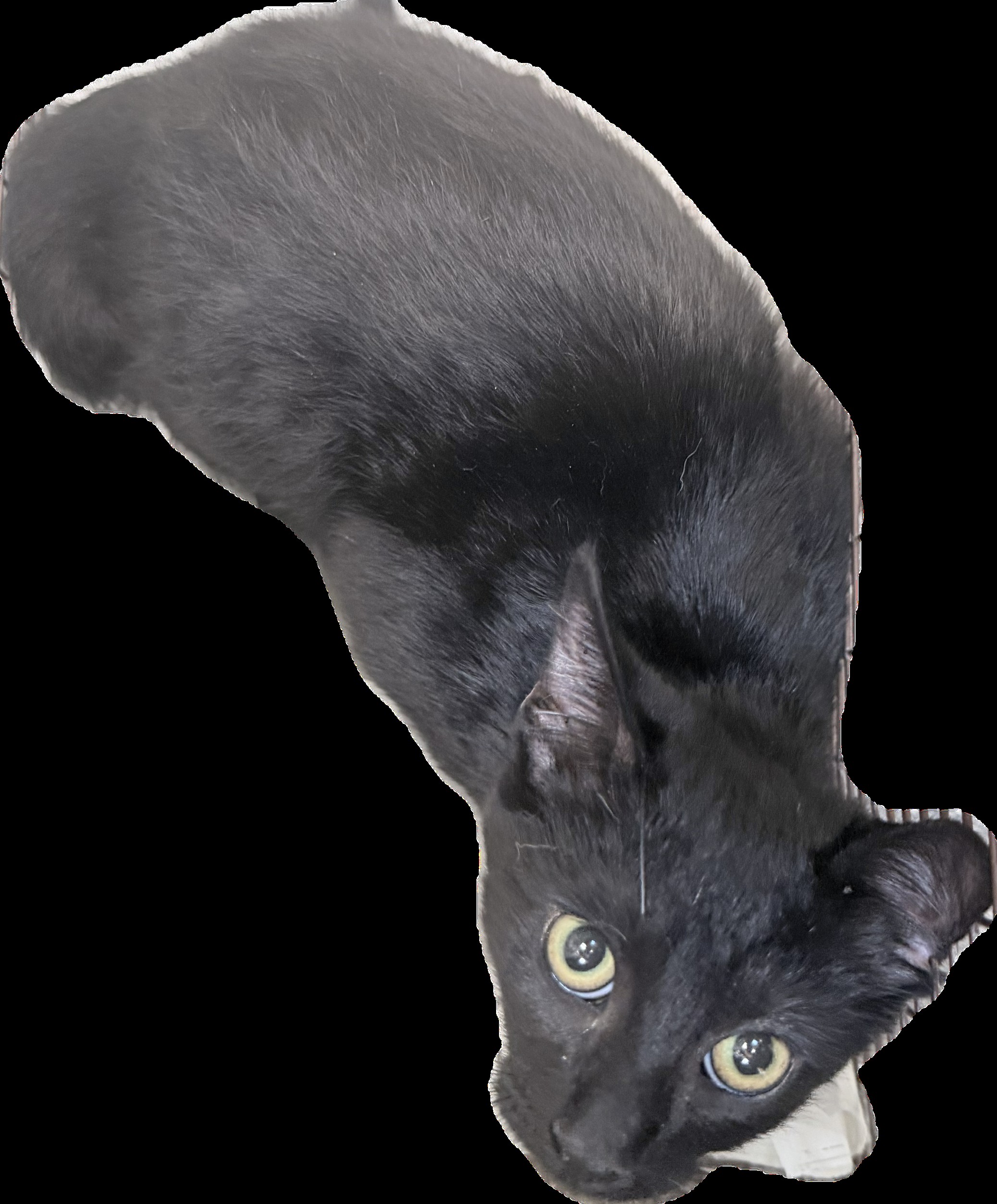 Shelter Stray Female Cat last seen , 3201 Lacy St, Los Angeles, CA 90031, USA