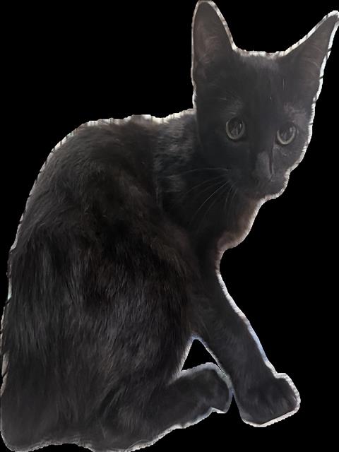 Shelter Stray Male Cat last seen , 3201 Lacy St, Los Angeles, CA 90031, USA