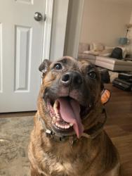 Reunited Male Dog last seen Humphries st & Rolly Rd, Austell, GA 30106