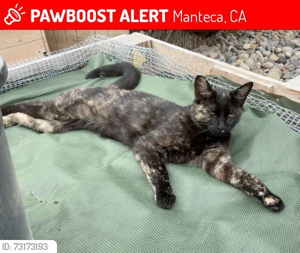 Lost Female Cat last seen Matterhorn and Silverado, Manteca, CA 95337