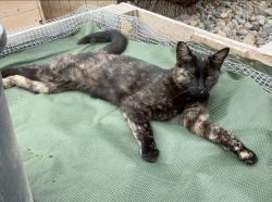 Lost Female Cat last seen Matterhorn and Silverado, Manteca, CA 95337