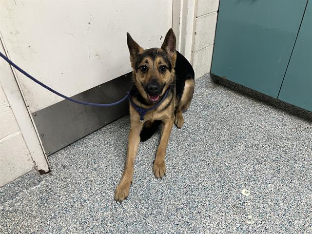 Shelter Stray Female Dog last seen Near BLK LONG BEACH BLVD, LONG BEACH, CA 90805, 7700 E Spring St, Long Beach, CA 90815, USA