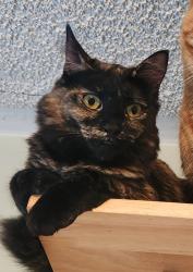 Reunited Female Cat last seen Near Densmore Ave N, Seattle, WA 98133, USA, Seattle, WA 98133