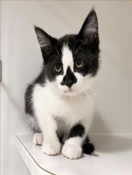 Shelter Stray Female Cat last seen GRACE/MONTGOMERY, 16 Barnes Ct, Hayward, CA 94544, USA