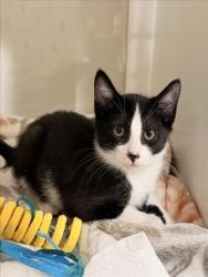 Shelter Stray Male Cat last seen GRACE/MONTGOMERY, 16 Barnes Ct, Hayward, CA 94544, USA