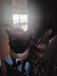 Lost Male Cat last seen 68th Av, Northport, AL 35473