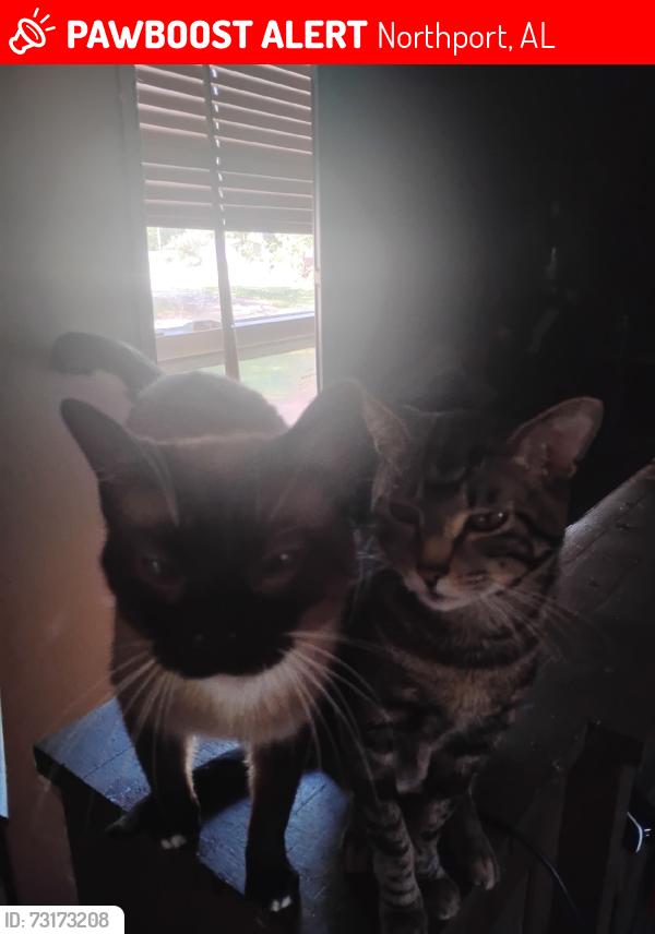 Lost Male Cat last seen 68th Av, Northport, AL 35473