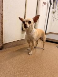 Shelter Stray Female Dog last seen SOUTHLAND, 16 Barnes Ct, Hayward, CA 94544, USA
