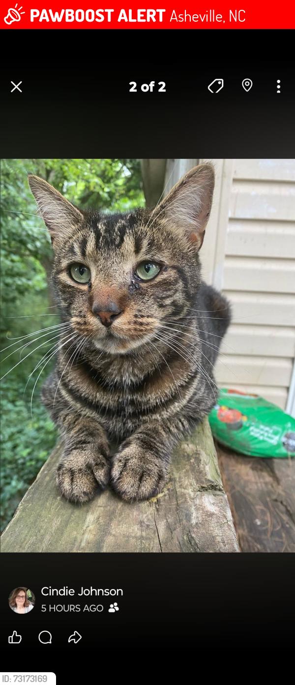 Lost Male Cat last seen Virginia Ave, Galax Ave, Fairfax Ave, Asheville, NC 28806