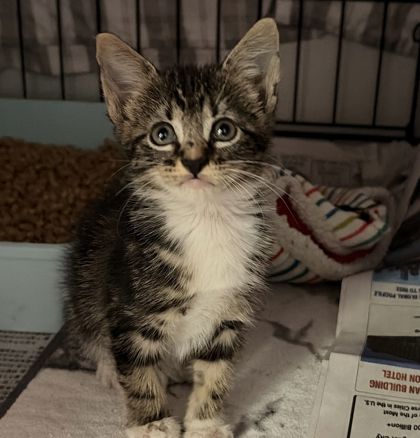 Shelter Stray Female Cat last seen Welsh /San Pedro, City of College Station, TX, 5359 Leonard Rd, Bryan, TX 77807, USA