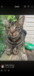 Lost Male Cat last seen Virginia Ave, Galax Ave, Fairfax Ave, Asheville, NC 28806