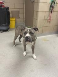 Shelter Stray Male Dog last seen Near US HWY 80, 75150, TX, 1650 Gross Rd, Mesquite, TX 75149, USA