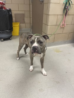 Shelter Stray Male Dog last seen Near US HWY 80, 75150, TX, 1650 Gross Rd, Mesquite, TX 75149, USA