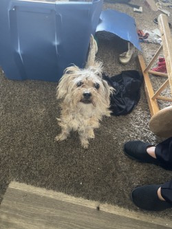 Shelter Stray Male Dog last seen Near US HWY 80, 75150, TX, 1650 Gross Rd, Mesquite, TX 75149, USA