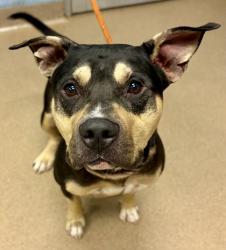 Shelter Stray Male Dog last seen Near Skyhaven Rd, 30316, GA, 3280 Chamblee Dunwoody Rd, Chamblee, GA 30341, USA