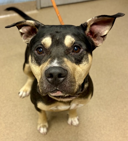 Shelter Stray Male Dog last seen Near Skyhaven Rd, 30316, GA, 3280 Chamblee Dunwoody Rd, Chamblee, GA 30341, USA