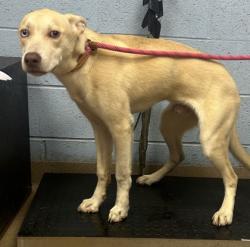 Shelter Stray Male Dog last seen Near Northern Avenue, 30021, GA, 3280 Chamblee Dunwoody Rd, Chamblee, GA 30341, USA